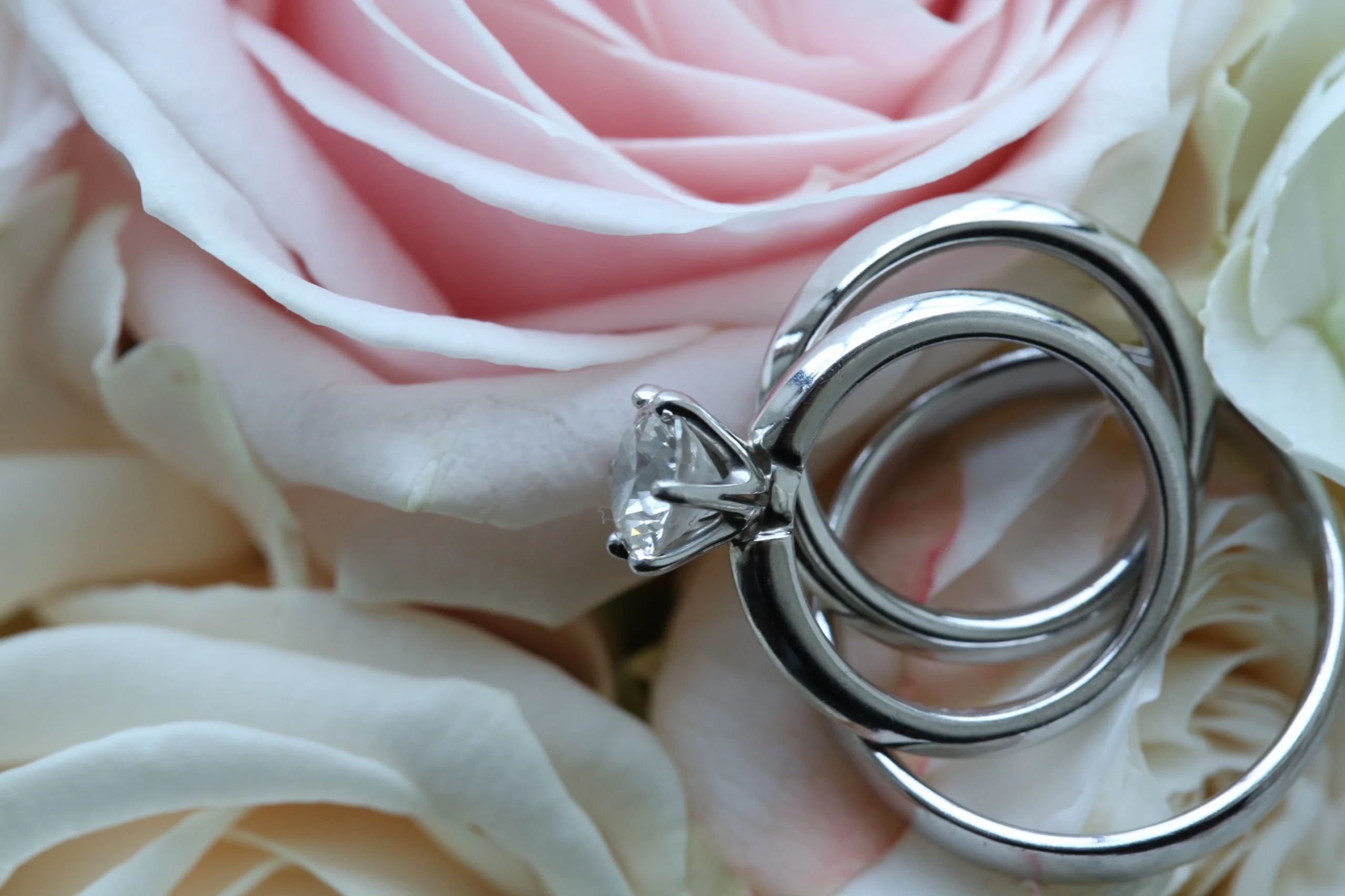 Wedding rings resting on a pale pink rose